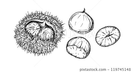 Chestnut inside a spiky shell. Intricate black and white vector hand drawn ink illustration detailed linework emphasizing the natural texture. Perfect for seasonal or nature themed designs, eco goods. 119745148