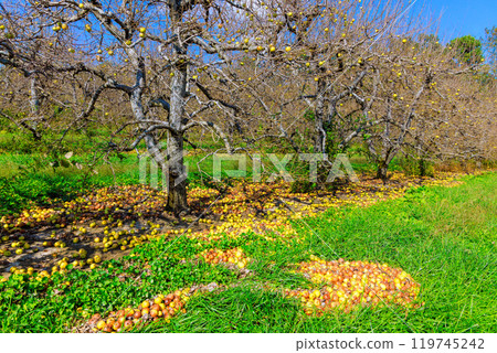 Infectious disease has spread to garden, apples that fell from trees have rotted at ground. Infectious disease has spread to garden, apples that fell from trees have rotted at ground. 119745242