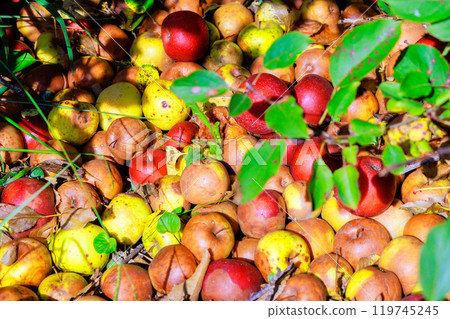 An infected garden, apples that have fallen from trees that rot on ground due to diseases, are detrimental to garden. 119745245