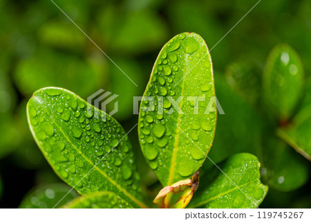 Young leaf with water drops 119745267