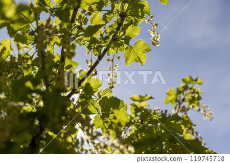 growing edible gooseberry berries in rural areas 119745718