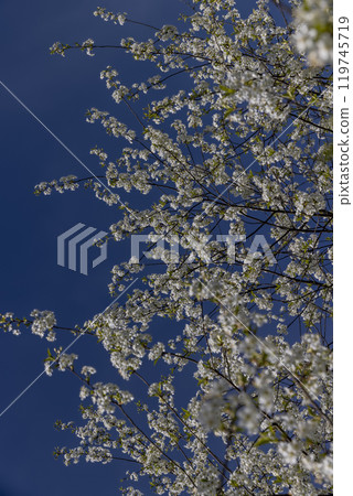 sunny weather in an orchard with cherries 119745719