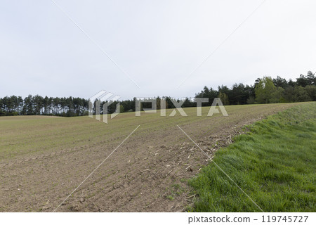 green wheat in cloudy weather in spring green wheat in cloudy weather in spring 119745727