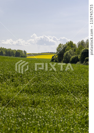 a large amount of green wheat that grows actively in spring 119745755