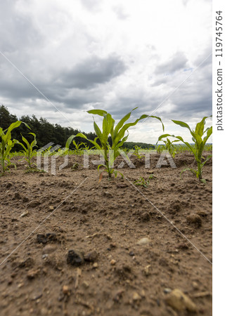 wet dirty corn in the ground after a thunderstorm with rain 119745764