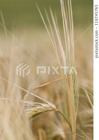 wheat field after a thunderstorm and rain 119745765