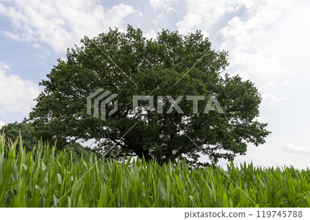 a large amount of sweet corn and one oak tree 119745788