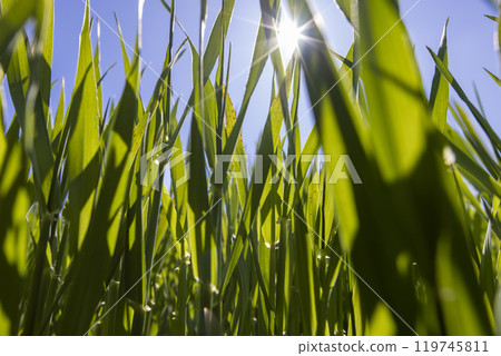 green wheat in the agricultural field in spring 119745811