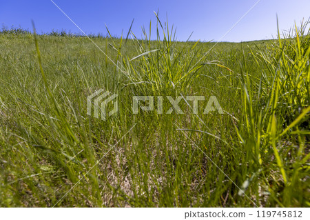 spring green grass against a blue sky in sunny weather spring green grass against a blue sky in sunny weather 119745812