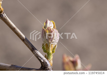 the first leaves of grapes in spring in the vineyard the first leaves of grapes in spring in the vineyard 119745814