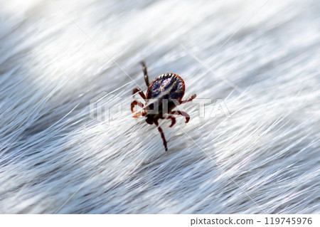 Small brown tick mite arachnid parasite insect on white dog hair 119745976
