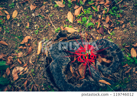 Stump and Higanbana Stump and Higanbana 119746012