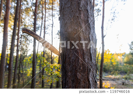 A knife lodged in a tree trunk in a sunlit forest, representing wilderness survival, adventure, and outdoor exploration. The sunlight creates a natural and atmospheric setting perfect for survival 119746016