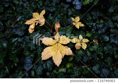 Autumn scenery in arboretum Tesarske Mlynany, Slovakia Autumn scenery in arboretum Tesarske Mlynany, Slovakia 119746063