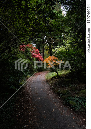 Autumn scenery in arboretum Tesarske Mlynany, Slovakia Autumn scenery in arboretum Tesarske Mlynany, Slovakia 119746064