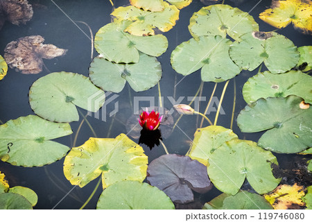 Autumn scenery in arboretum Tesarske Mlynany, Slovakia 119746080