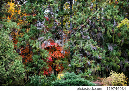 Autumn scenery in arboretum Tesarske Mlynany, Slovakia Autumn scenery in arboretum Tesarske Mlynany, Slovakia 119746084