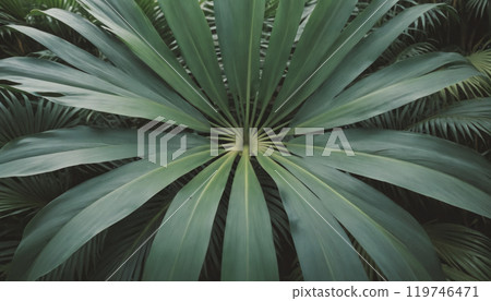 Close-up from above of green tropical palm leaves forming a closed canopy 119746471