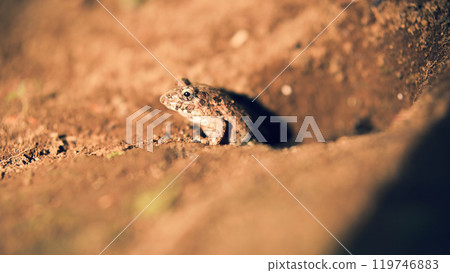 A frog emerging from a hole A frog emerging from a hole 119746883