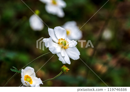 White autumn chrysanthemum (Shuumeigiku) also known as Kibunegiku 119746886