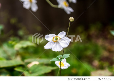 White autumn chrysanthemum (Shuumeigiku) also known as Kibunegiku 119746889
