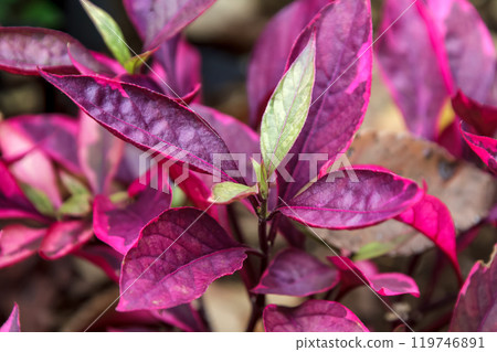 亞庇，熱帶植物【莧科，蓮子草屬】 119746891