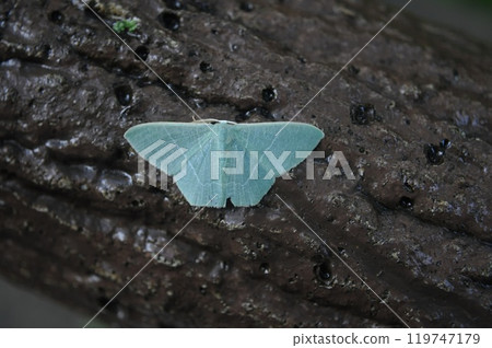 庫蘇沙克 庫蘇沙克 119747179