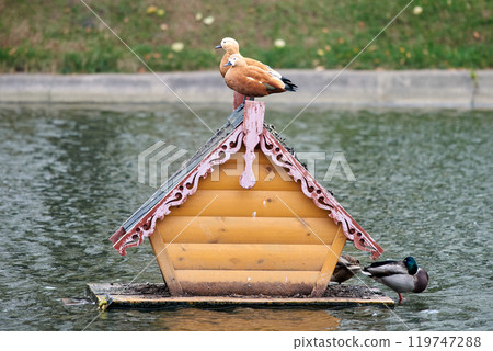 Red Ogari ducks (Tadorna ferruginea) are sitting on the roof of a wooden house in the middle of the pond. 119747288