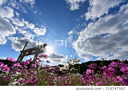 Cosmos field on a sunny autumn day 119747362