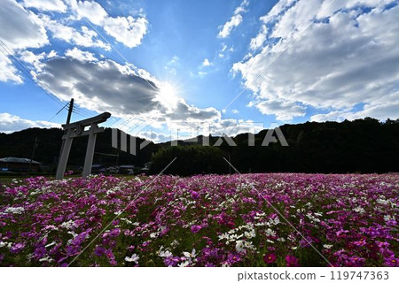 秋天陽光明媚的日子裡的波斯菊田 119747363