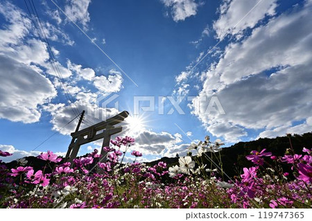 秋天陽光明媚的日子裡的波斯菊田 秋天陽光明媚的日子裡的波斯菊田 119747365