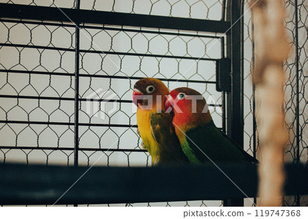 Lovebirds in a cage. Yellow and green birds in love. Nerosier Agapornis parrots. 119747368