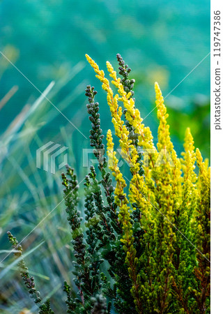 Yellow flowering heather plants outdoors. Calluna vulgaris blooms. Autumnal wild growing or decorative garden plant in full bloom Defocused background Yellow flowering heather plants outdoors. Calluna vulgaris blooms. Autumnal wild growing or decorative garden plant in full bloom Defocused background 119747386