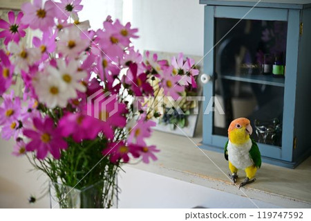 Cosmos and White-bellied Parakeet 119747592