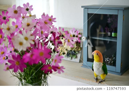 Cosmos and White-bellied Parakeet 119747593