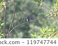 Grey-streaked perch on a branch 119747744