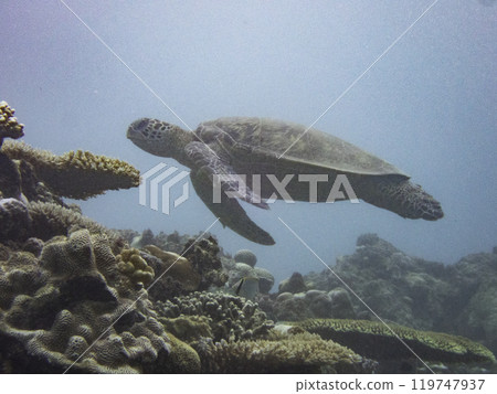 Green turtle Green turtle 119747937