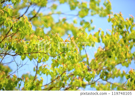 Cute Chinese tallow tree sprouts 119748105