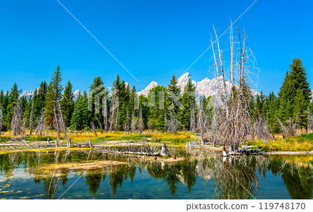 Natural Wilderness at Schwabacher Landing, Grand Teton National Park, Wyoming, United States 119748170