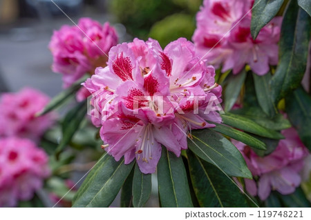 Deep pink rhododendrons quietly blooming in full bloom 119748221