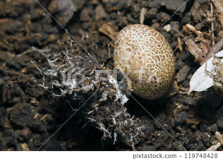 A small, round sesame-like mushroom (head and white mycorrhizae, macro photography with strobe) A small, round sesame-like mushroom (head and white mycorrhizae, macro photography with strobe) 119748428