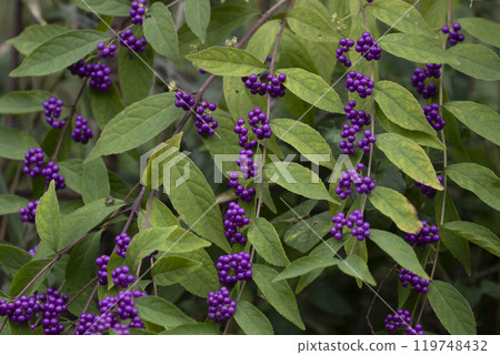 Beautiful purple Komurasaki 03 119748432