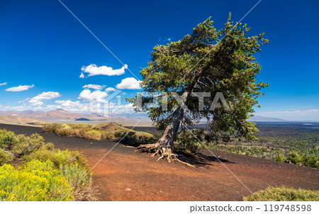 Solitary Tree on the Summit of Inferno Cone, Craters of the Moon National Monument in Idaho, United States 119748598