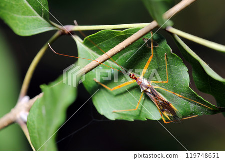 Colorful orange and brown assassin bug adult (natural light + strobe macro close-up) Colorful orange and brown assassin bug adult (natural light + strobe macro close-up) 119748651