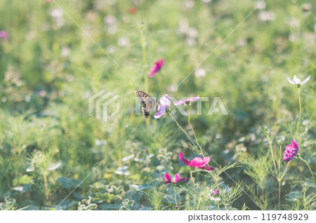 宇宙和燕尾蝶 119748929