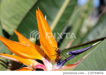 Bee and bird of paradise flower 119749056
