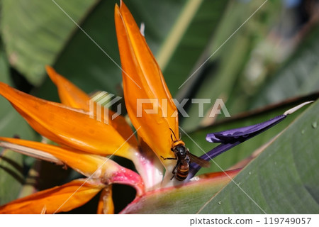 蜜蜂和天堂鳥花 119749057