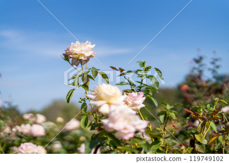 秋天的玫瑰、魅力與藍天 秋天的玫瑰、魅力與藍天 119749102