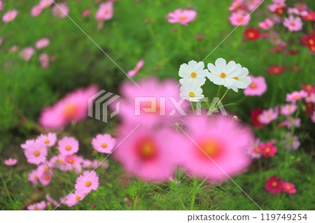 Cosmos shining in the autumn sunshine 119749254