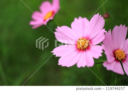 Cosmos shining in the autumn sunshine Cosmos shining in the autumn sunshine 119749257